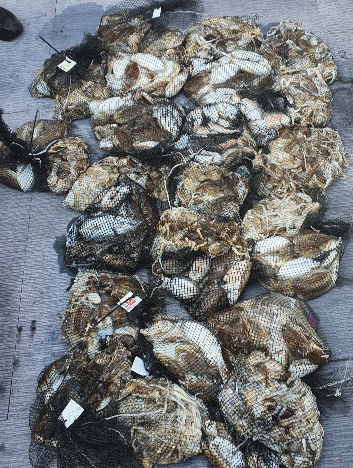 [아라호] 9월 23일 조황