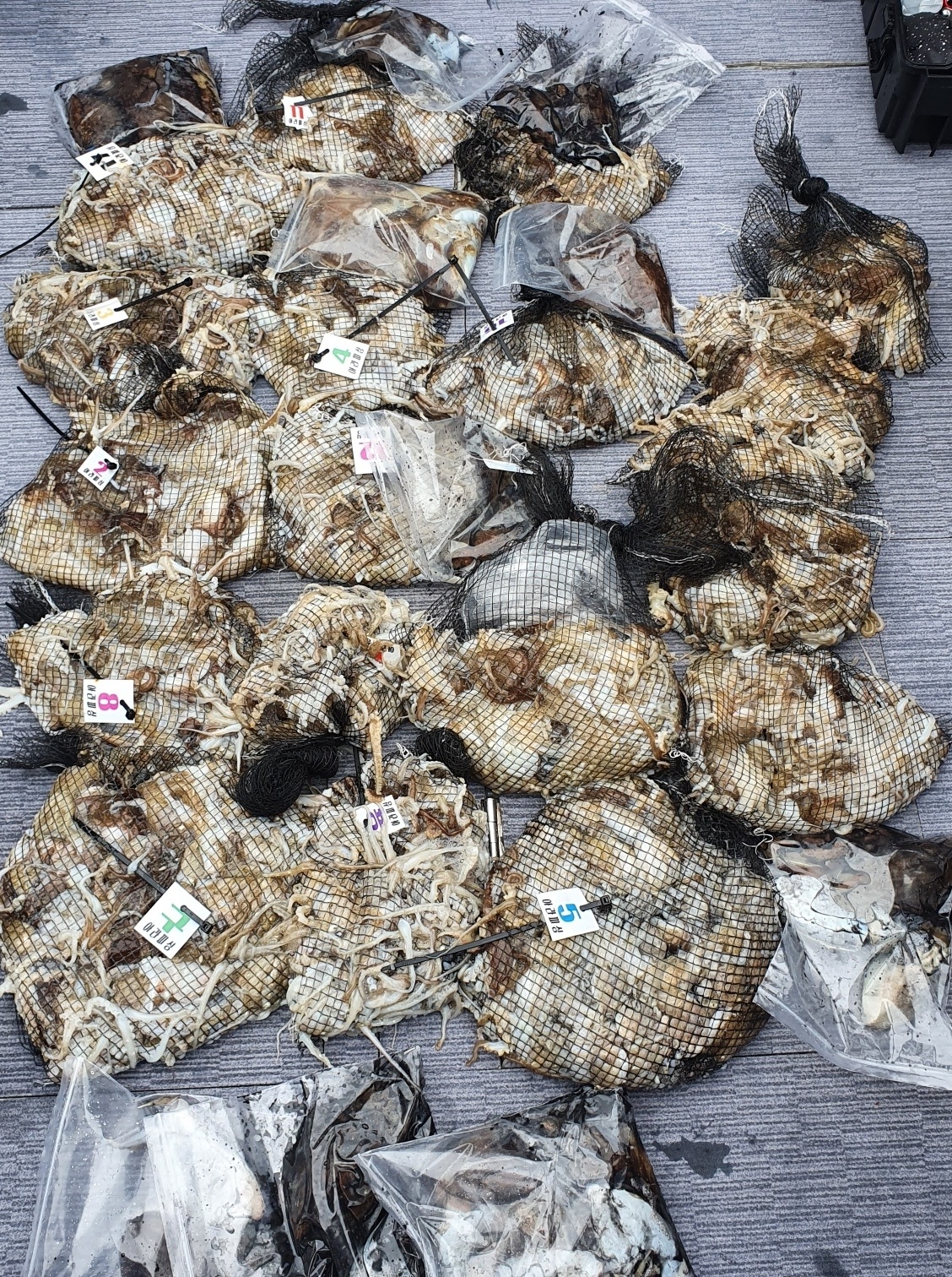 [아라호] 9월 16일 조황