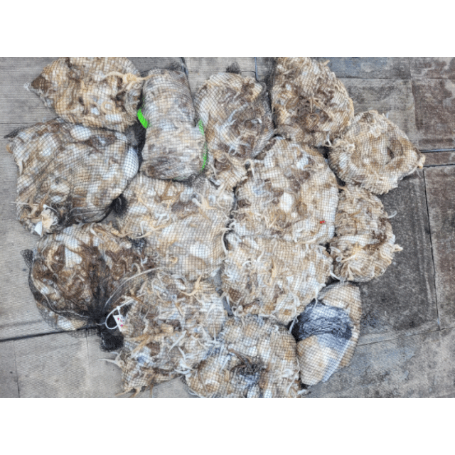 [아라2호] 9월 14일 조황(15인출조)