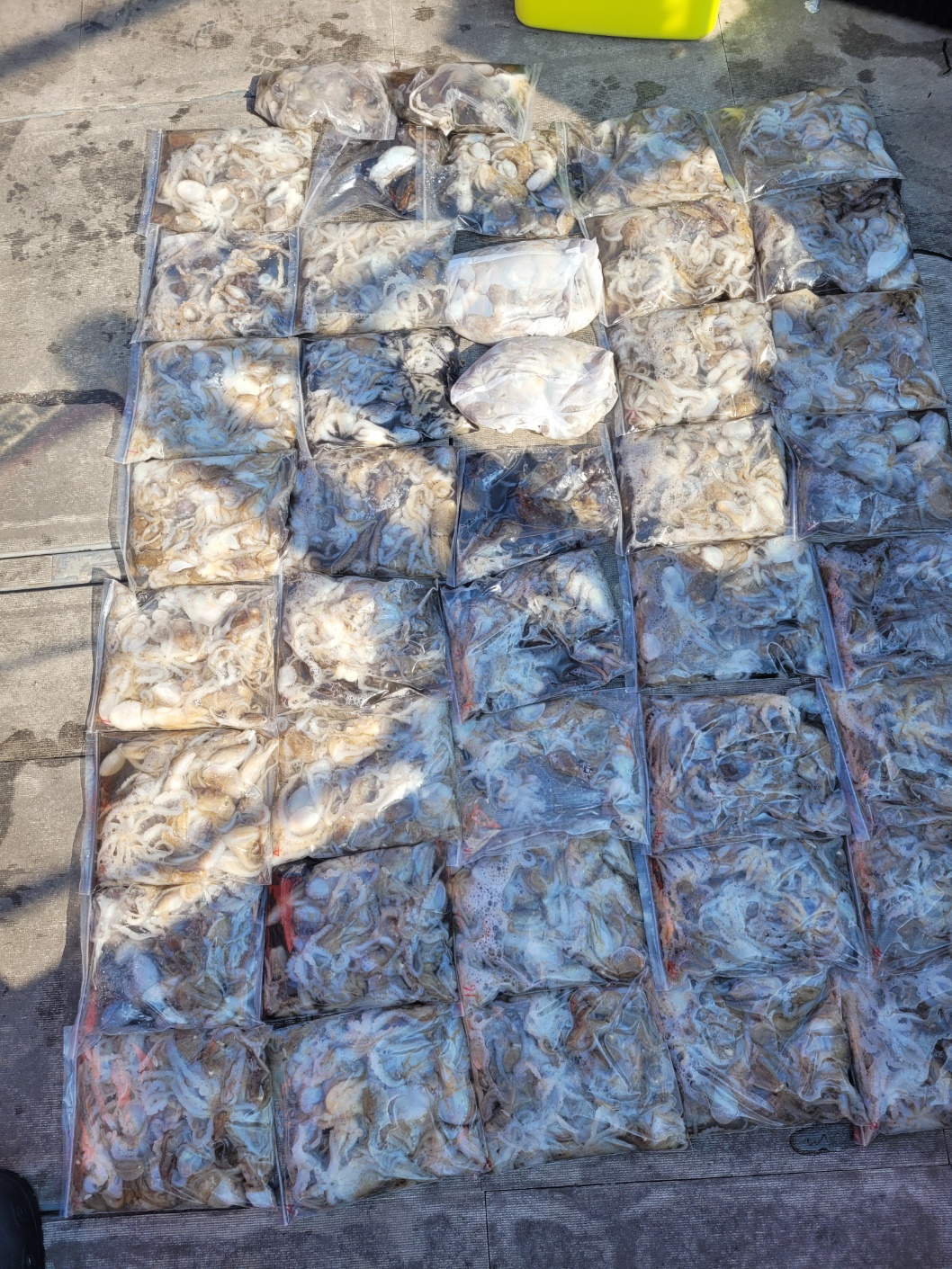 [아라2호] 9월 1일 조황