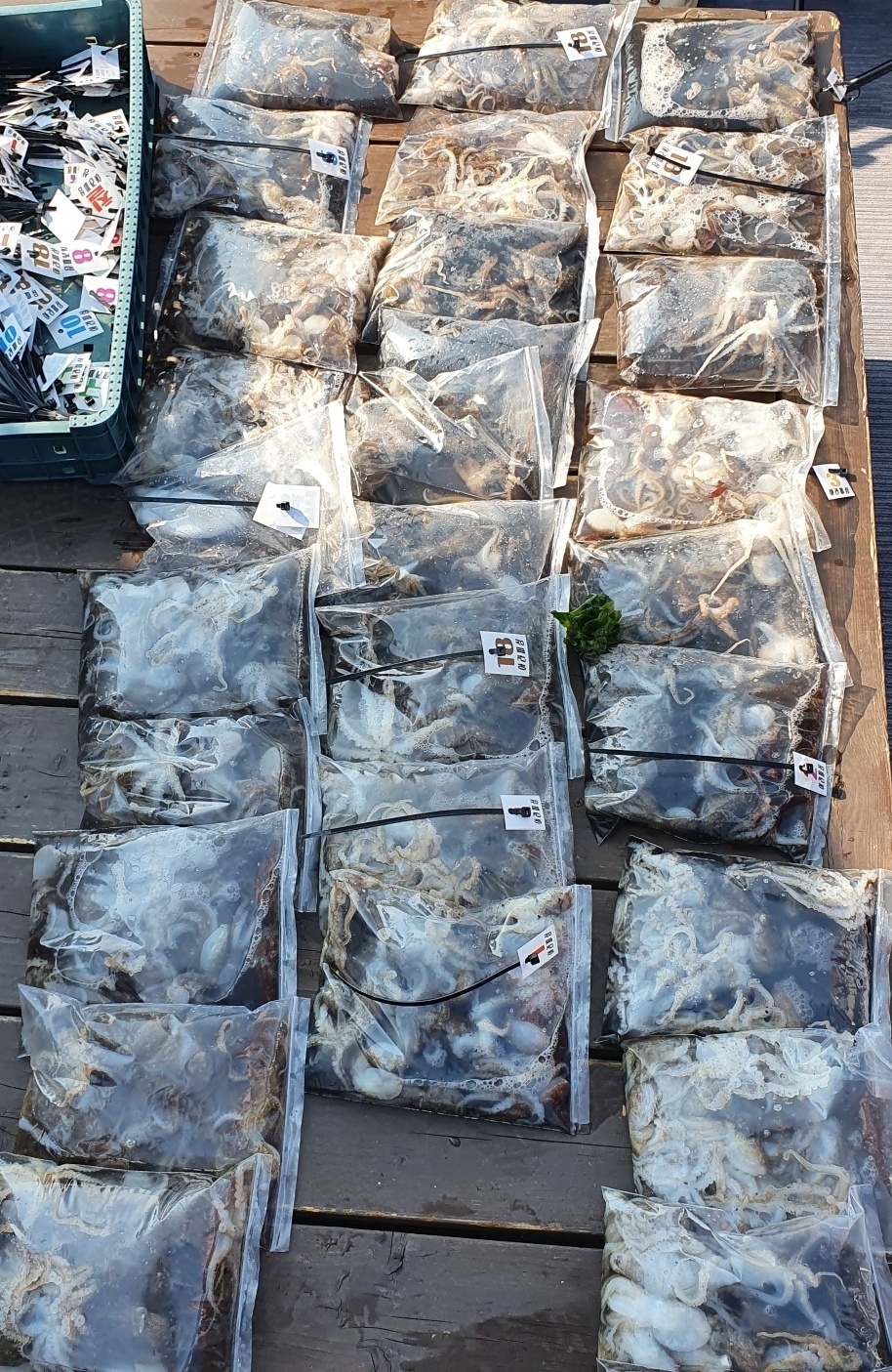 [아라호] 9월 1일 조황