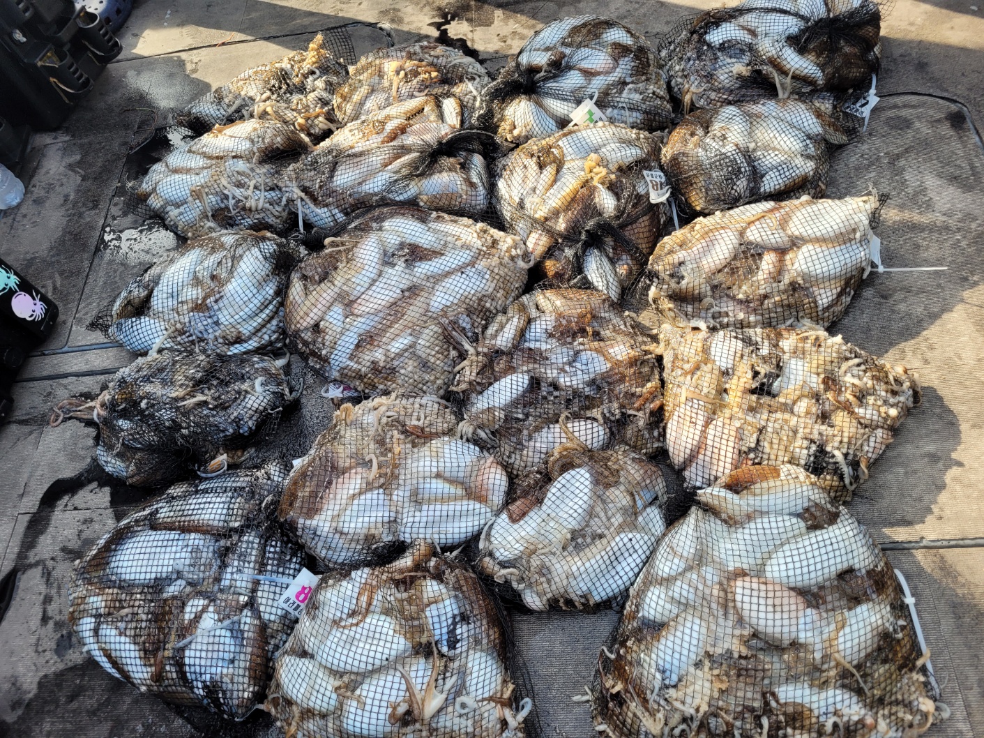 [아라2호] 9월 23일 독선조황