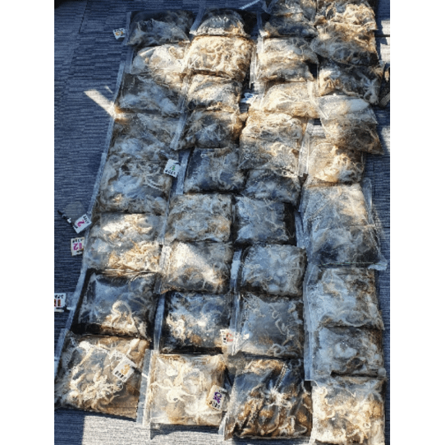 [아라호] 9월 2일 조황