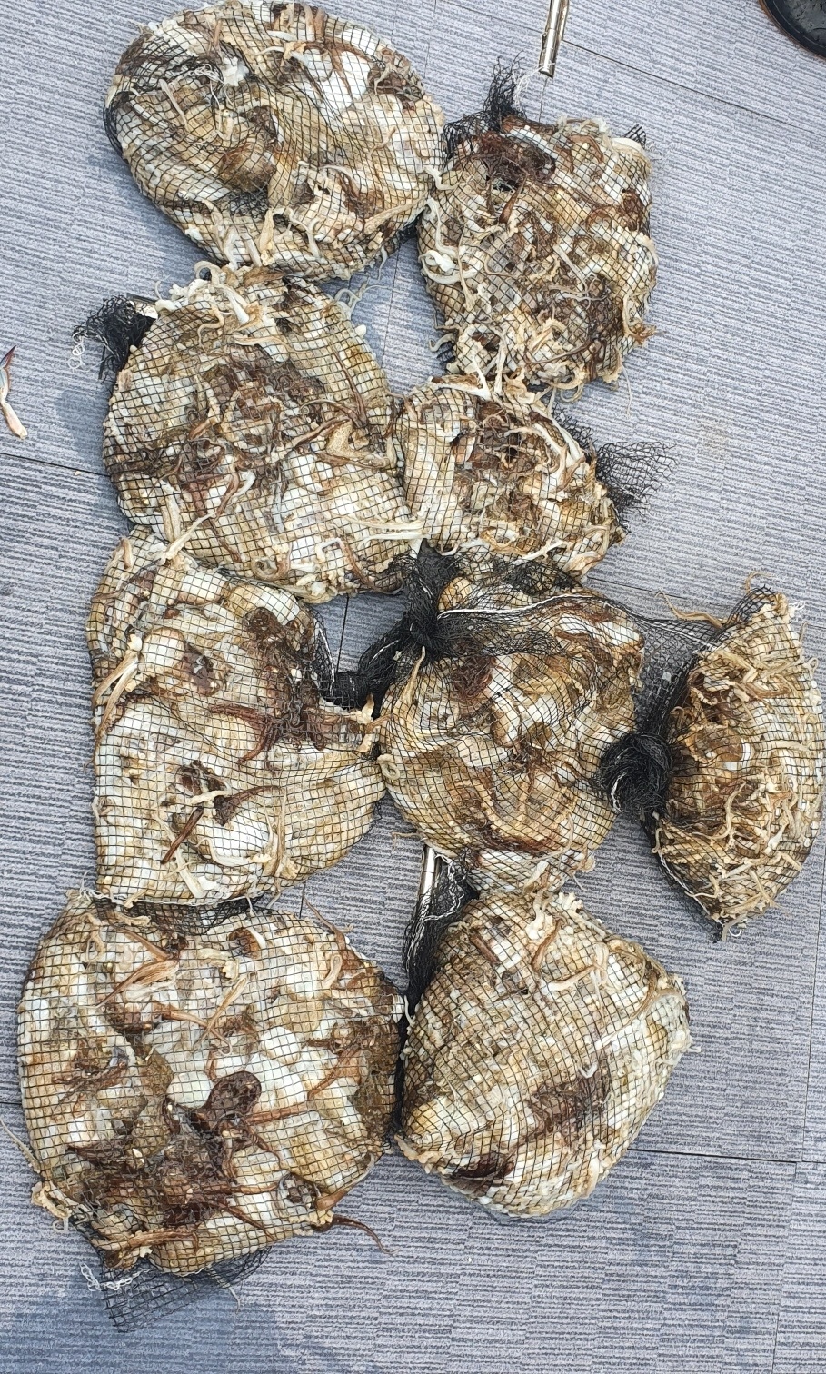 [아라호] 9월 14일 조황(9인출조)