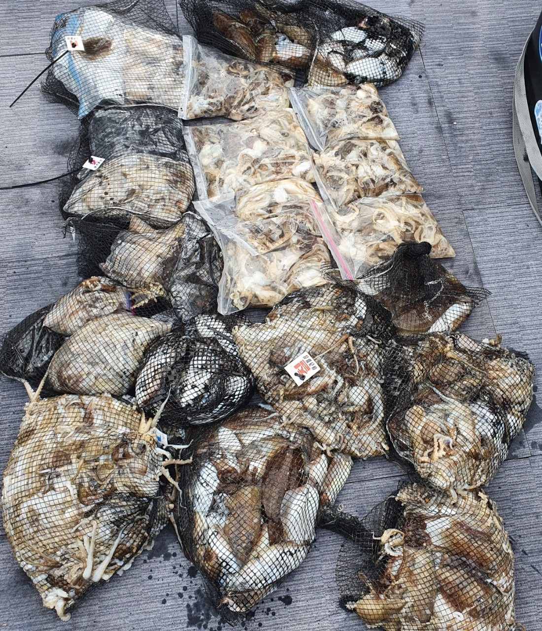 [아라호] 9월 24일 조황