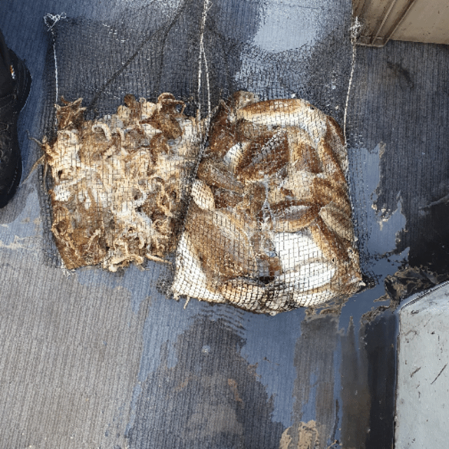 [아라호] 10월 10일 조황