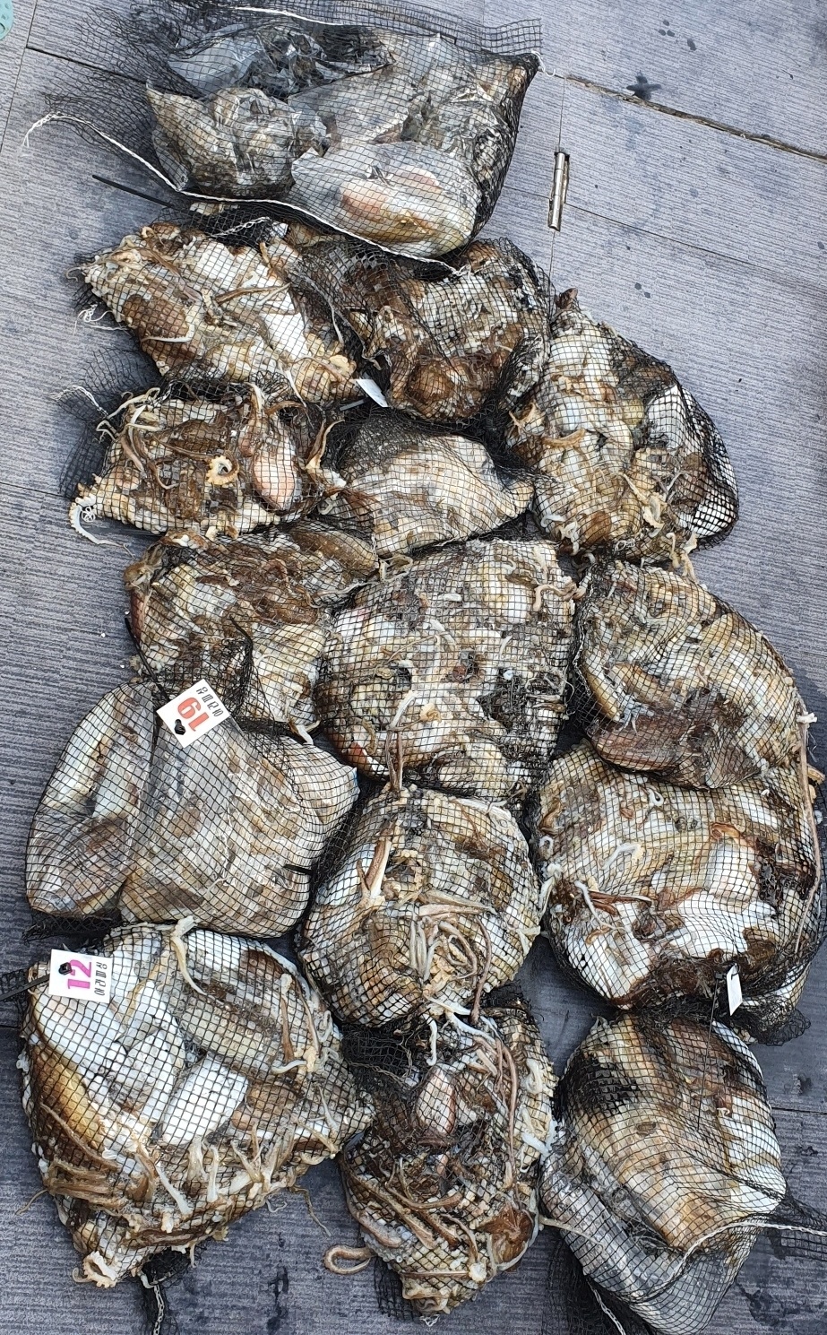 [아라호] 10월 6일 조황