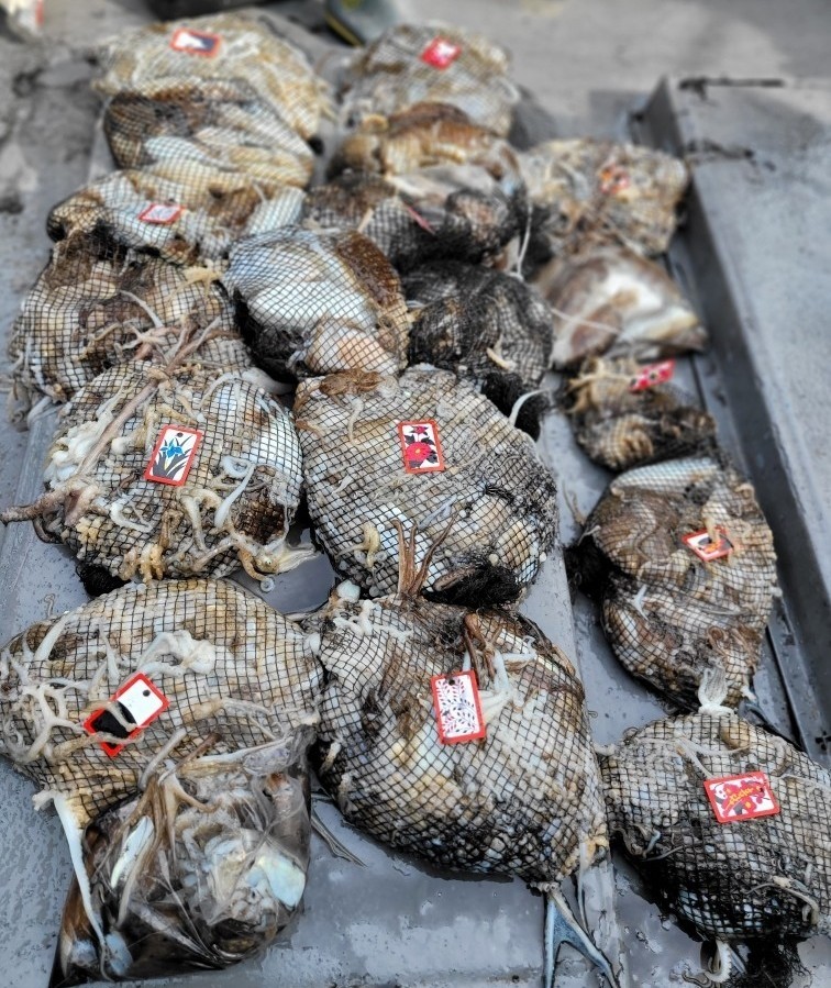 [아라3호] 10월 7일 조황