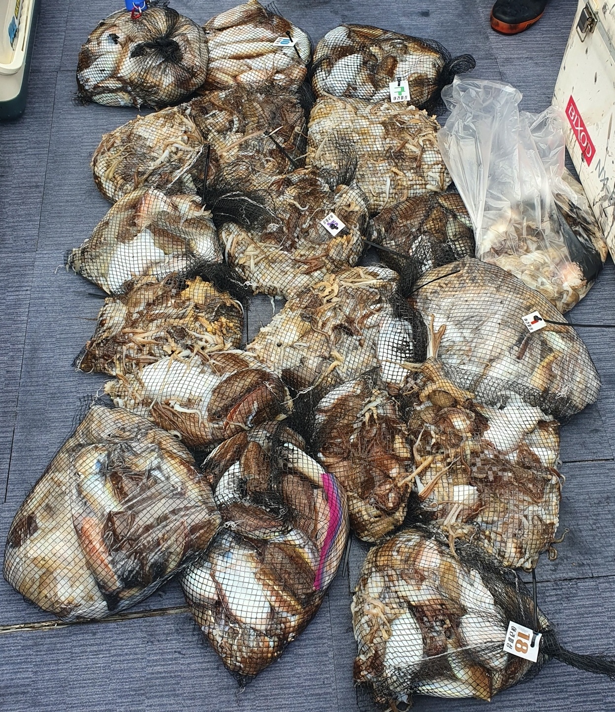 [아라호] 10월 8일 조황