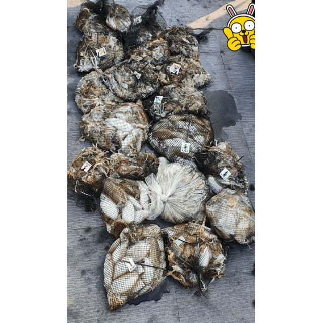 [아라호] 10월 9일 조황