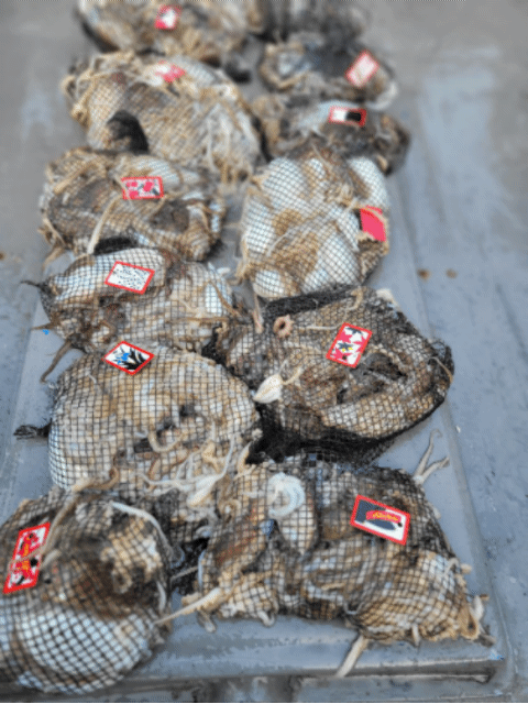 [아라3호] 10월 26일 조황