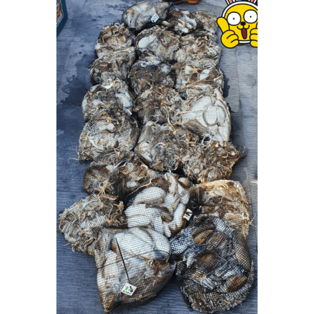 [아라호] 10월 11일 조황