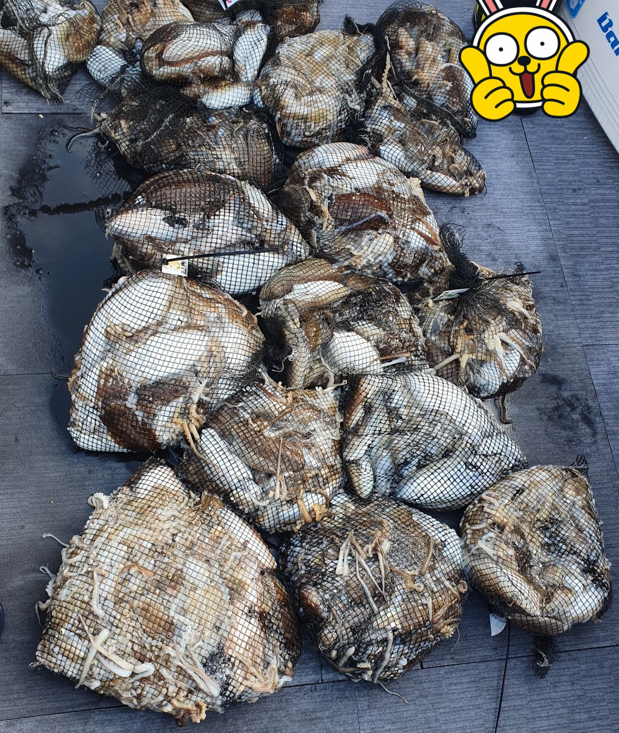 [아라호] 10월 24일 조황