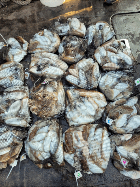 [아라2호] 10월 23일 조황