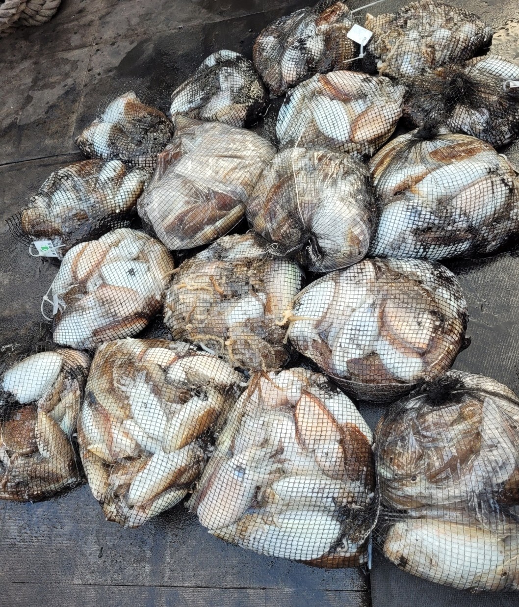 [아라2호] 10월 24일 조황