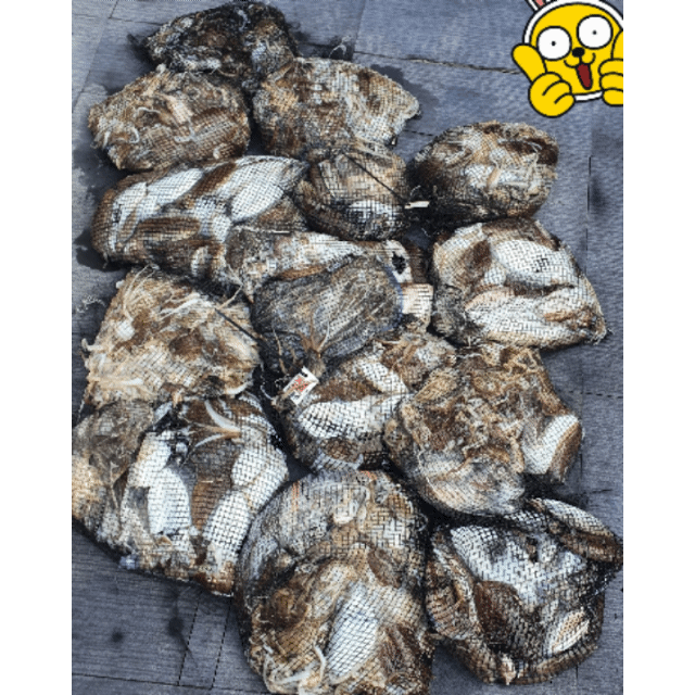 [아라호] 10월 12일 조황