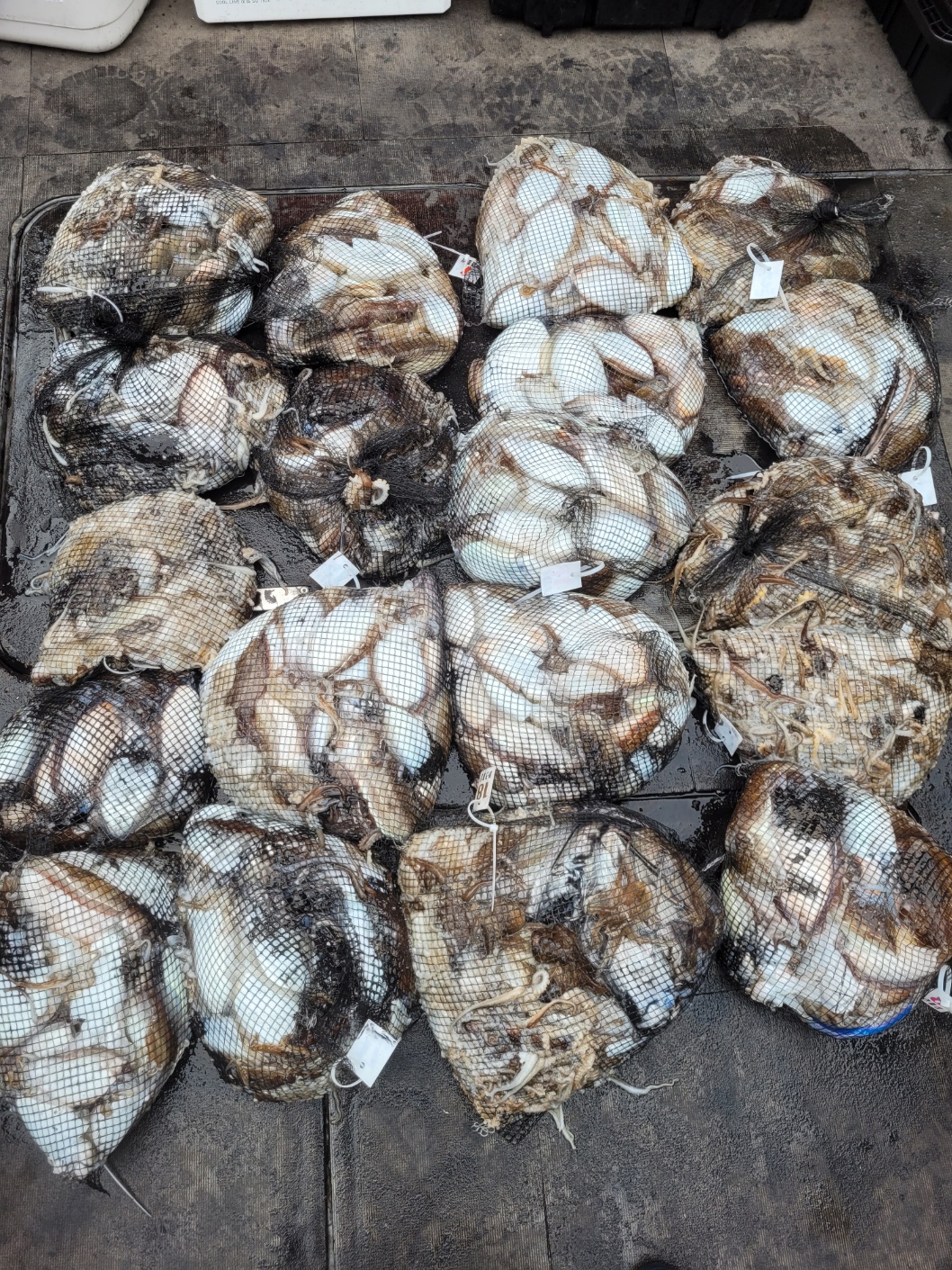 [아라2호] 10월 8일 조황