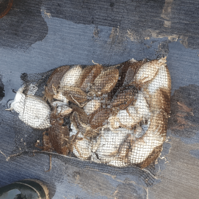 [아라호] 10월 17일 조황