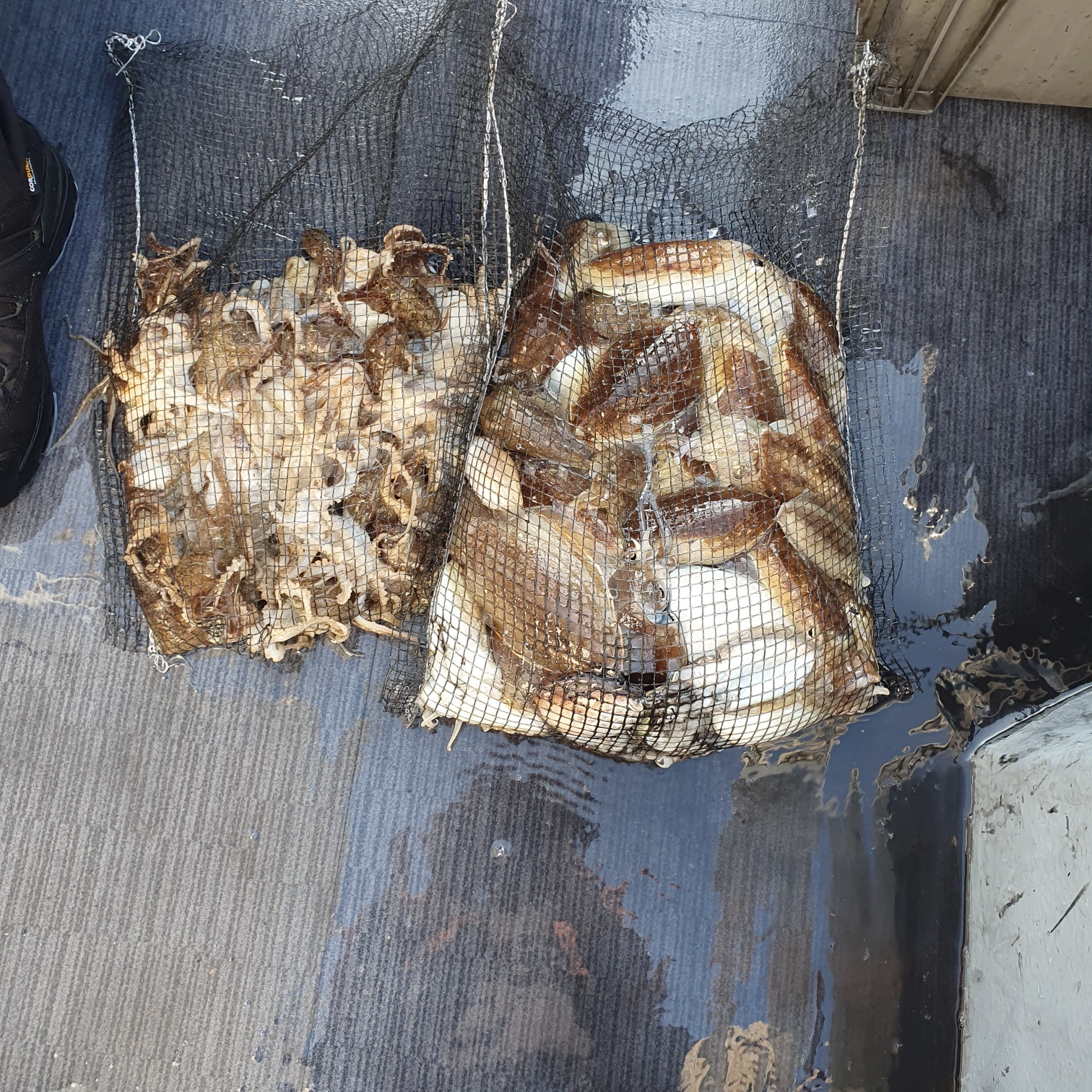 [아라호] 10월 10일 조황