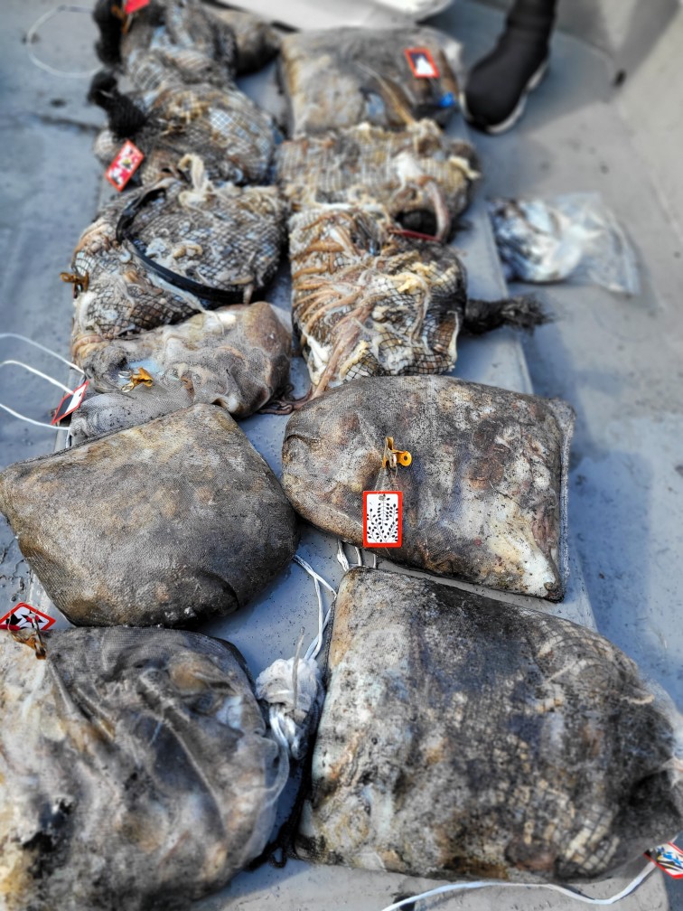 [아라3호] 10월 6일 조황