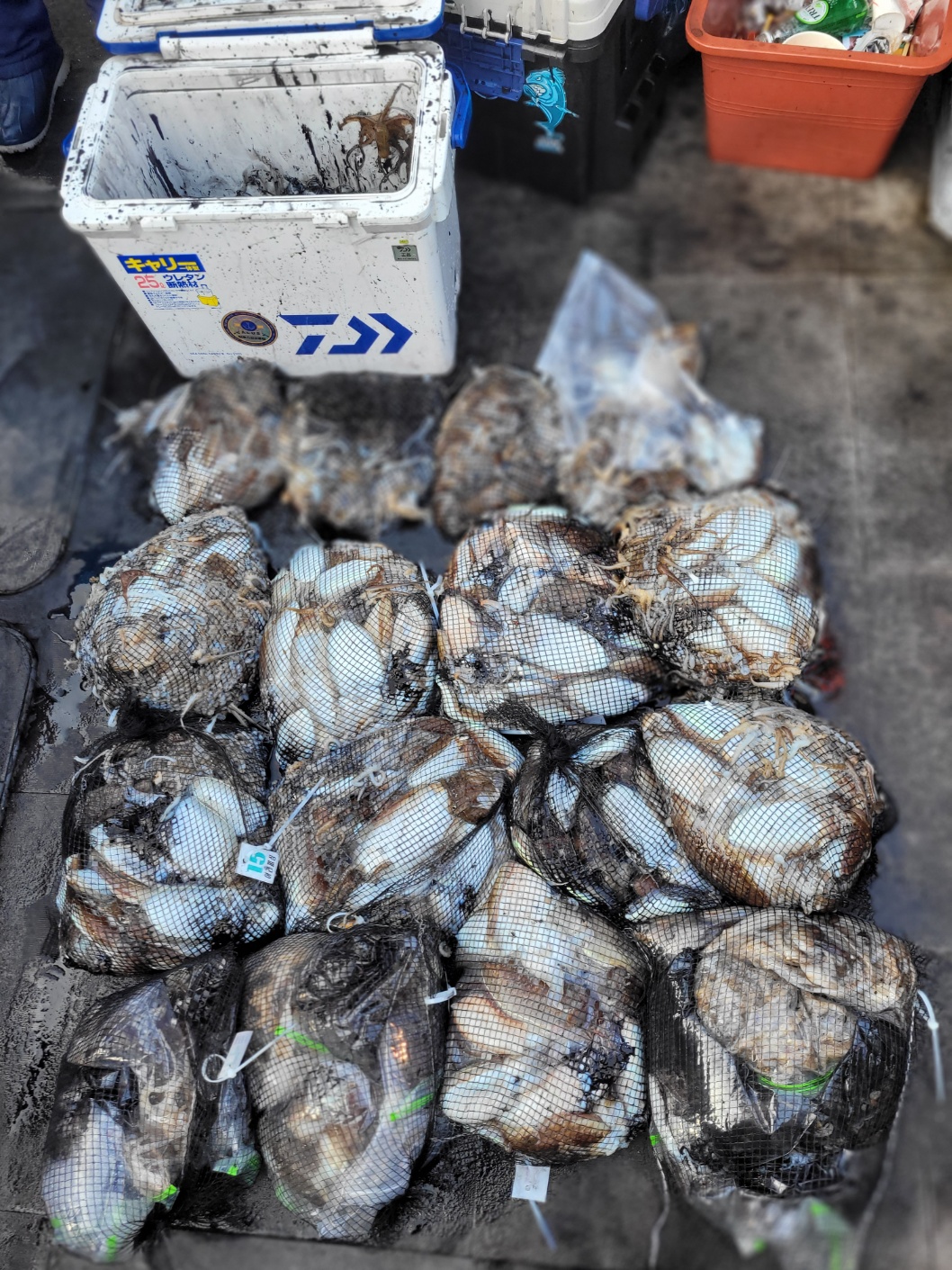 [아라2호] 10월 10일 조황