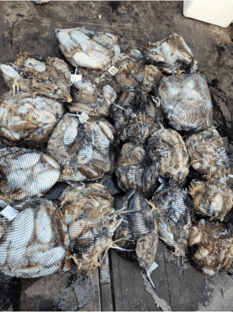 [아라2호] 10월 12일 조황