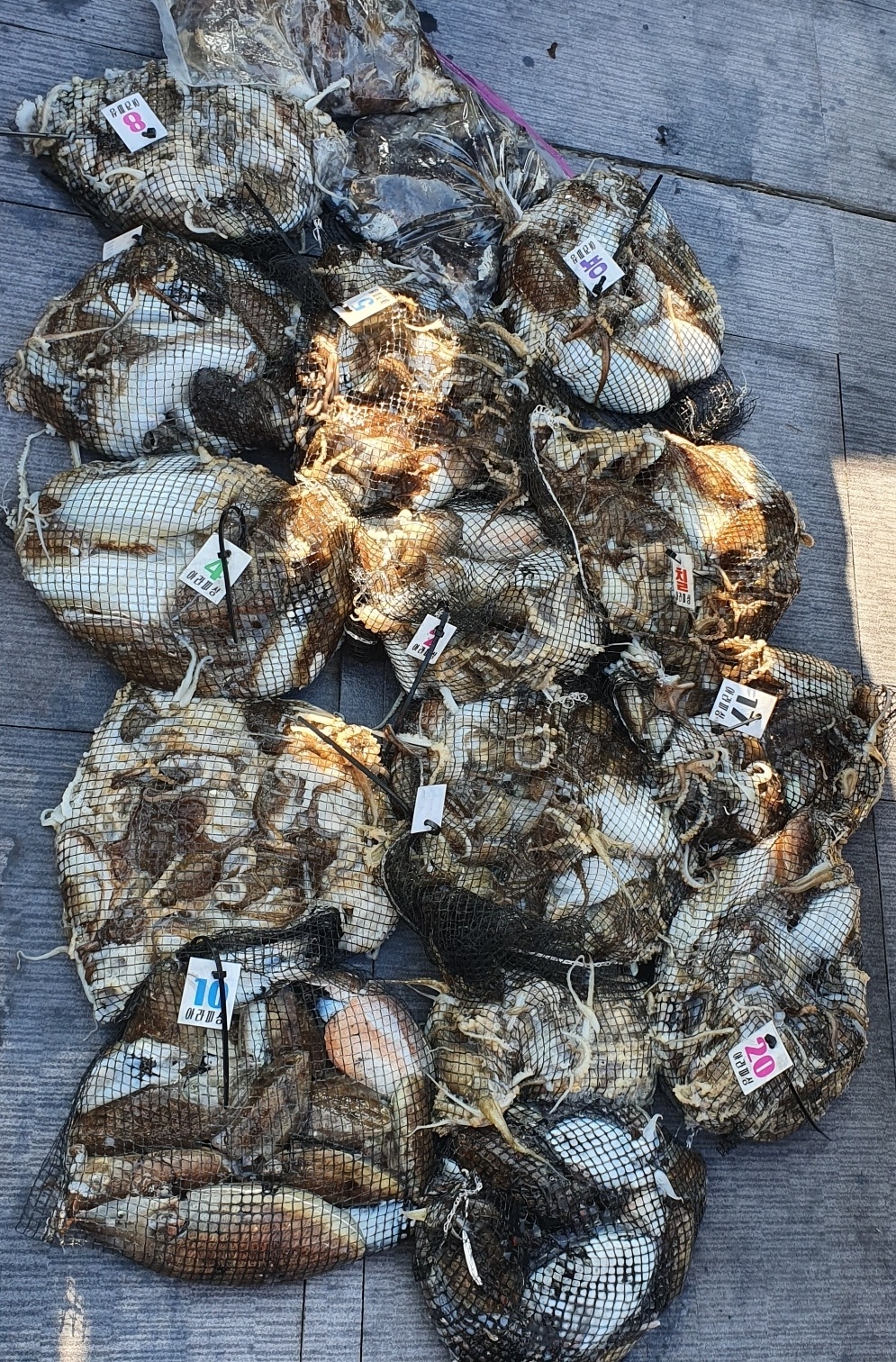 [아라호] 10월 15일 조황