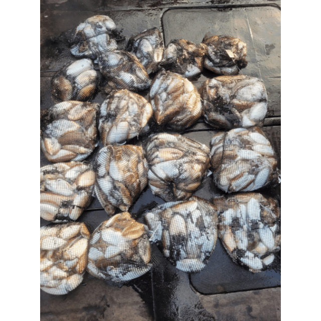 [아라2호] 10월 25일 조황