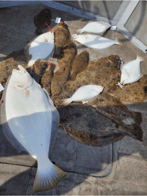 [아라2호] 4월 28일 조황 (15인출조)