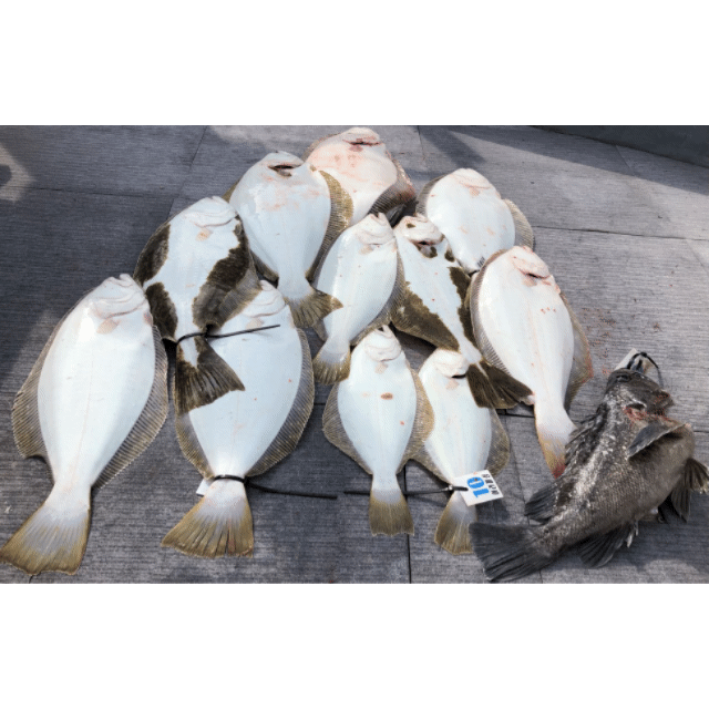 [아라호] 4월 29일 조황(13인출조)