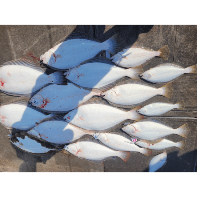 [아라2호] 4월 22일 조황(12인출조)