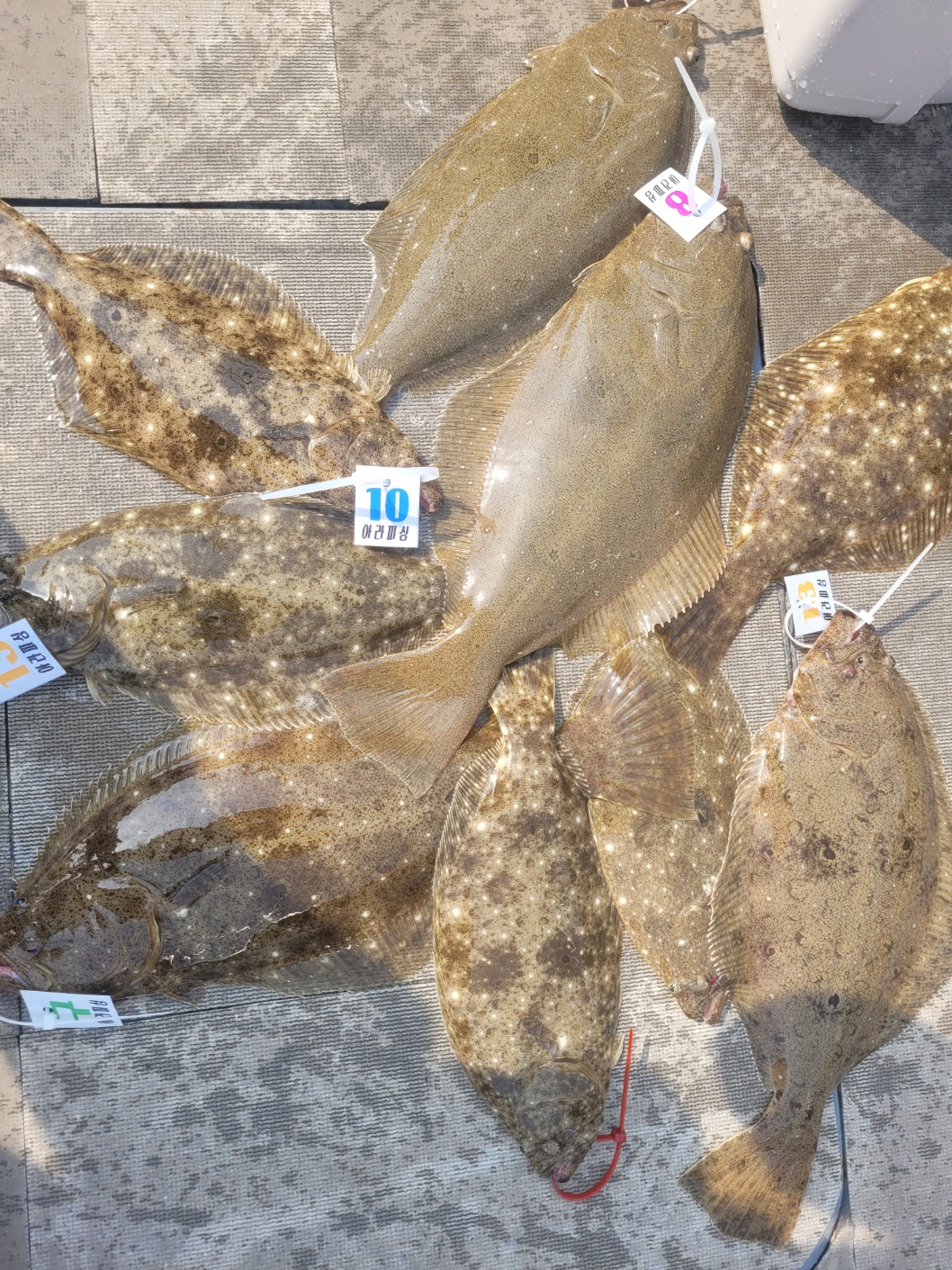 [아라2호] 4월 6일 조황