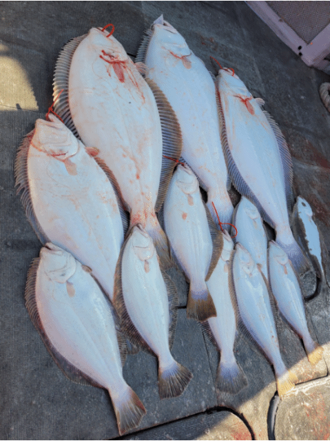 [아라2호] 4월 27일 조황(18일출조)