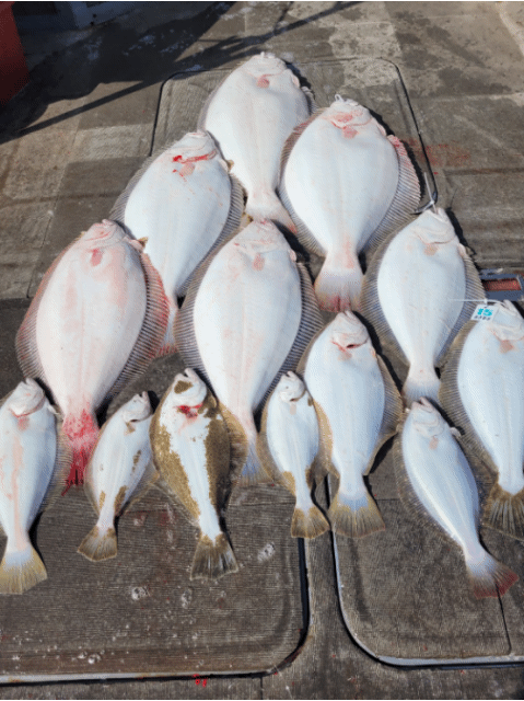 [아라2호] 4월 18일 조황