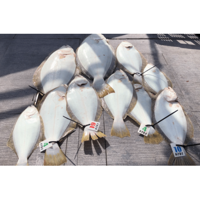 [아라호] 4월 26일 조황 (6인출조)