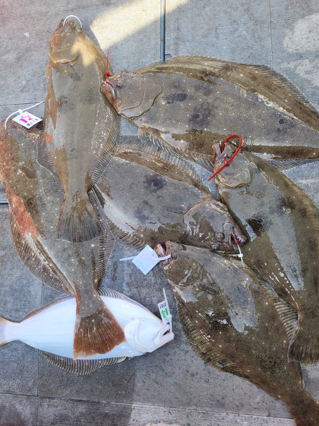 [아라2호] 4월 25일 조황(7인출조)