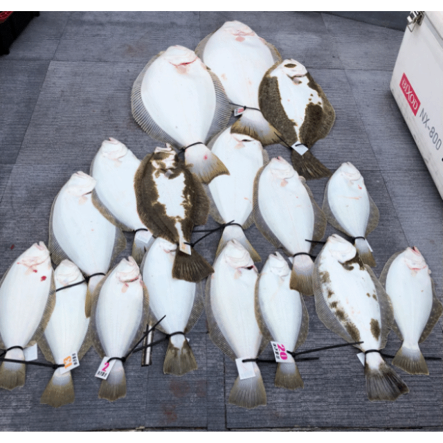 [아라호] 4월 21일 조황(11인출조)