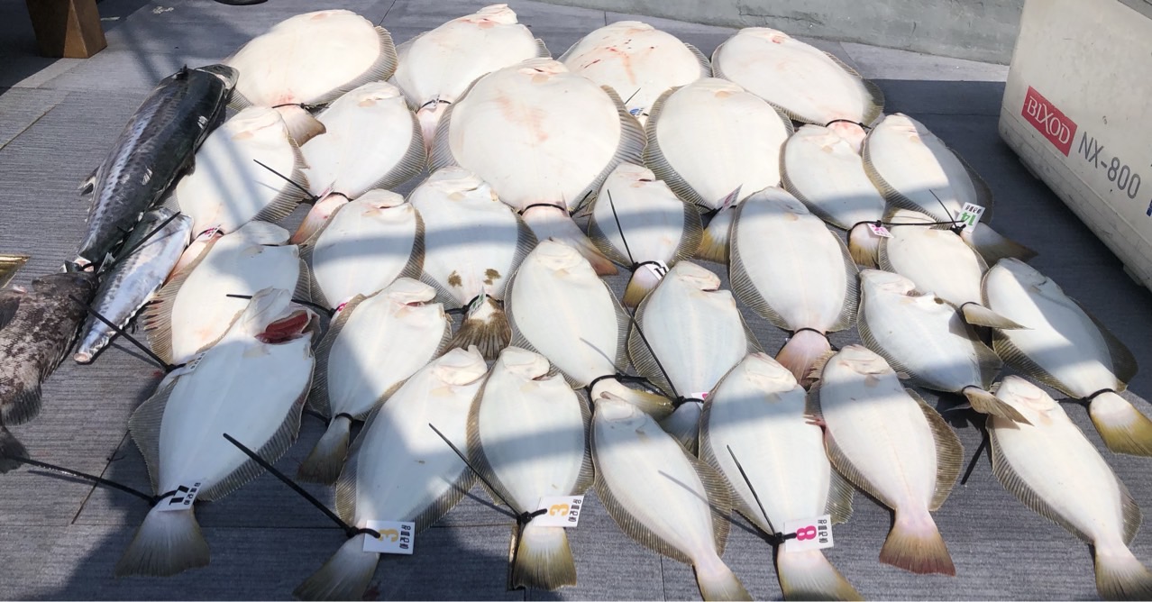 [아라호] 5월 21일 조황(15인출조)