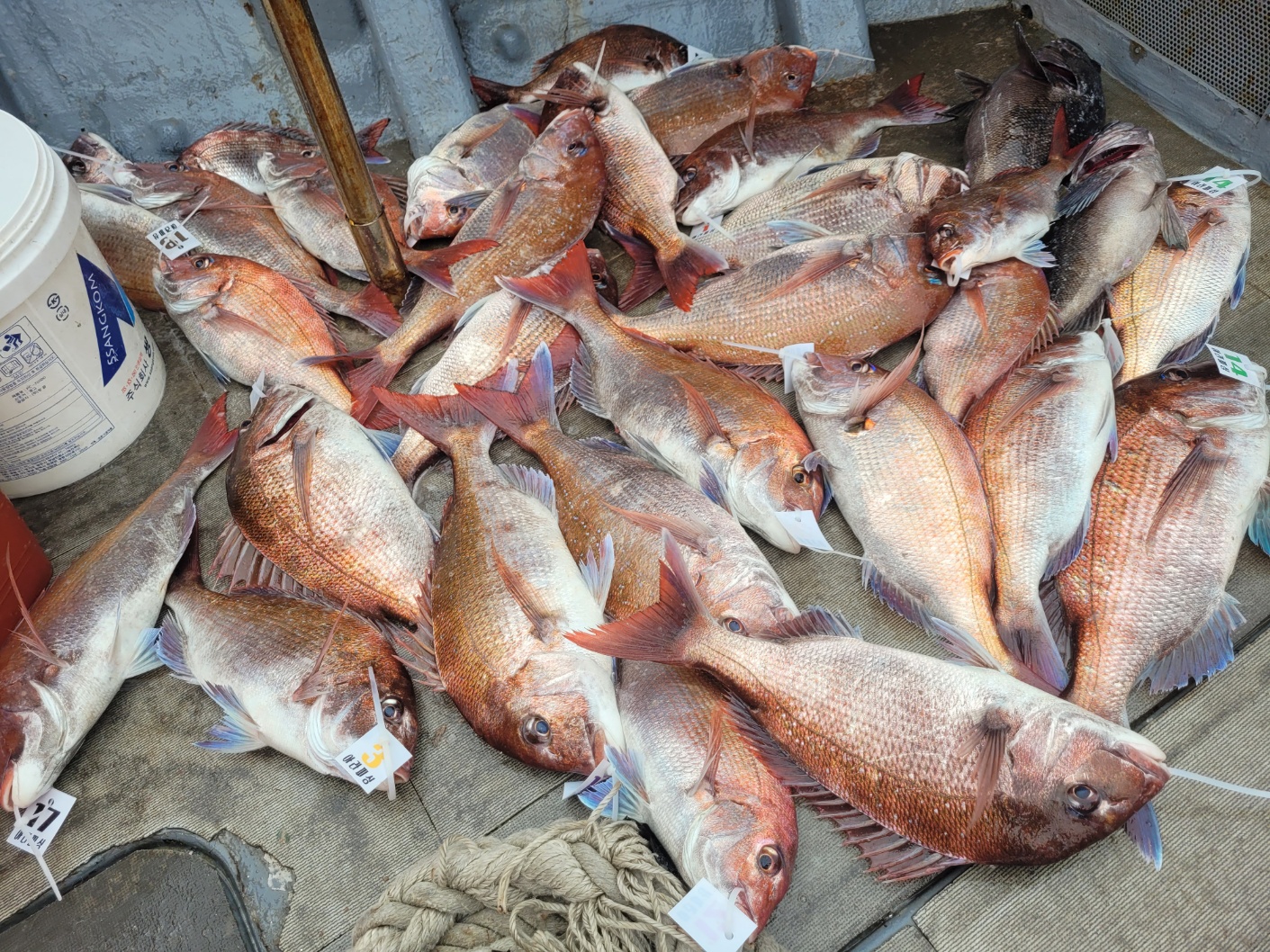 [아라2호] 5월 30일 조황(9인출조)