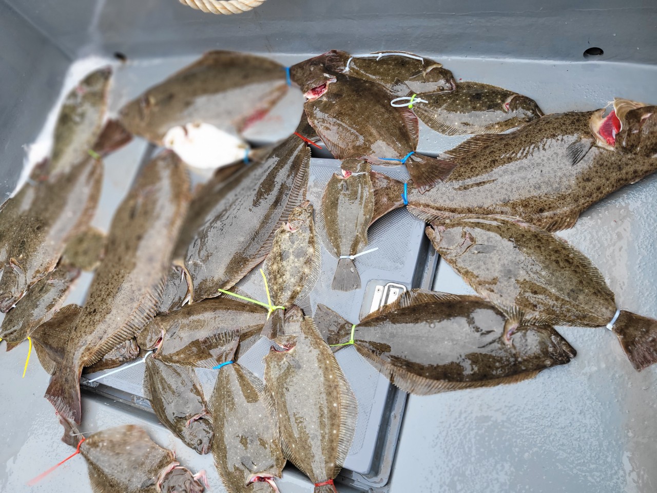 [아라3호] 5월 26일 조황