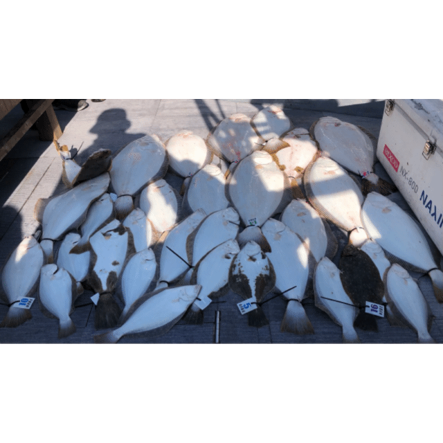 [아라호] 5월 4일 조황