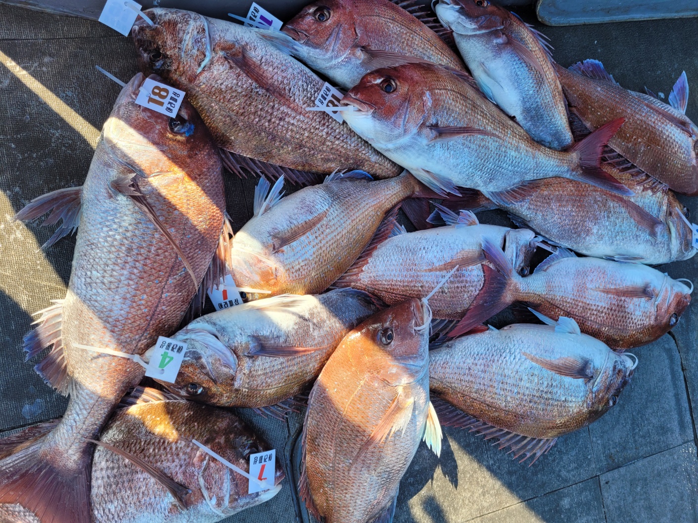 [아라2호] 5월 8일 조황