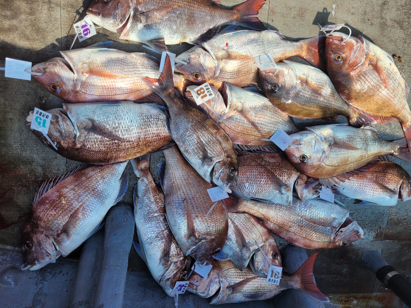 [아라2호] 5월 21일 조황