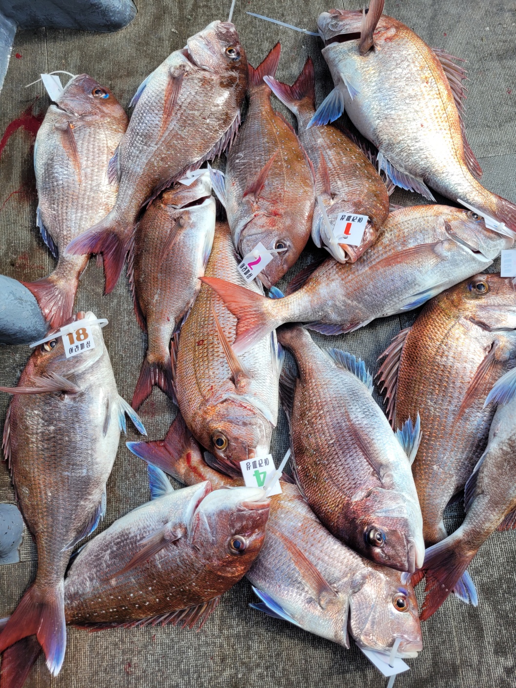 [아라2호] 5월 20일 조황(12인출조)