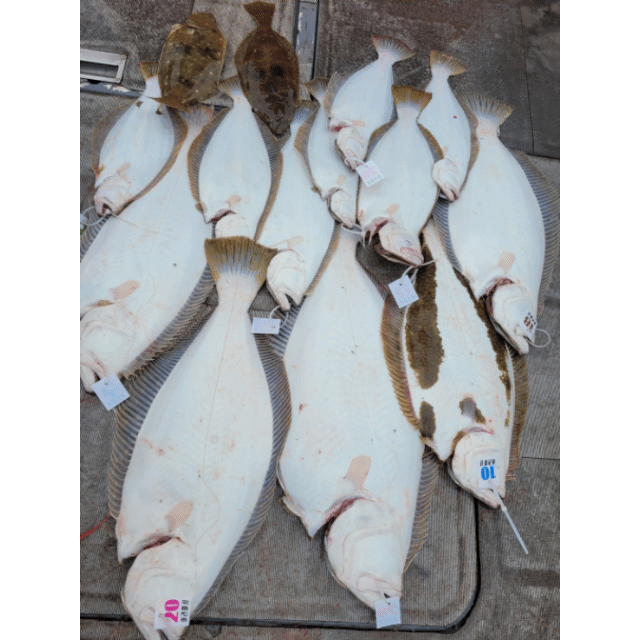 [아라2호] 5월 6일 조황(7인출조)