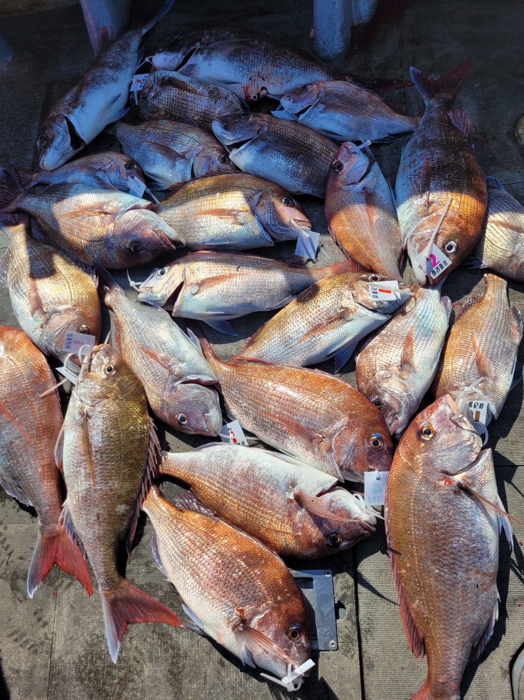 [아라2호] 5월 28일 조황