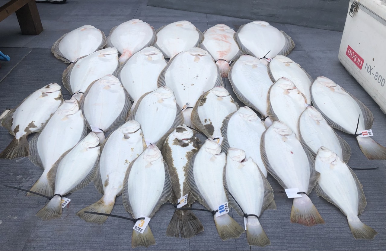 [아라호] 5월 7일 조황 (13인출조)