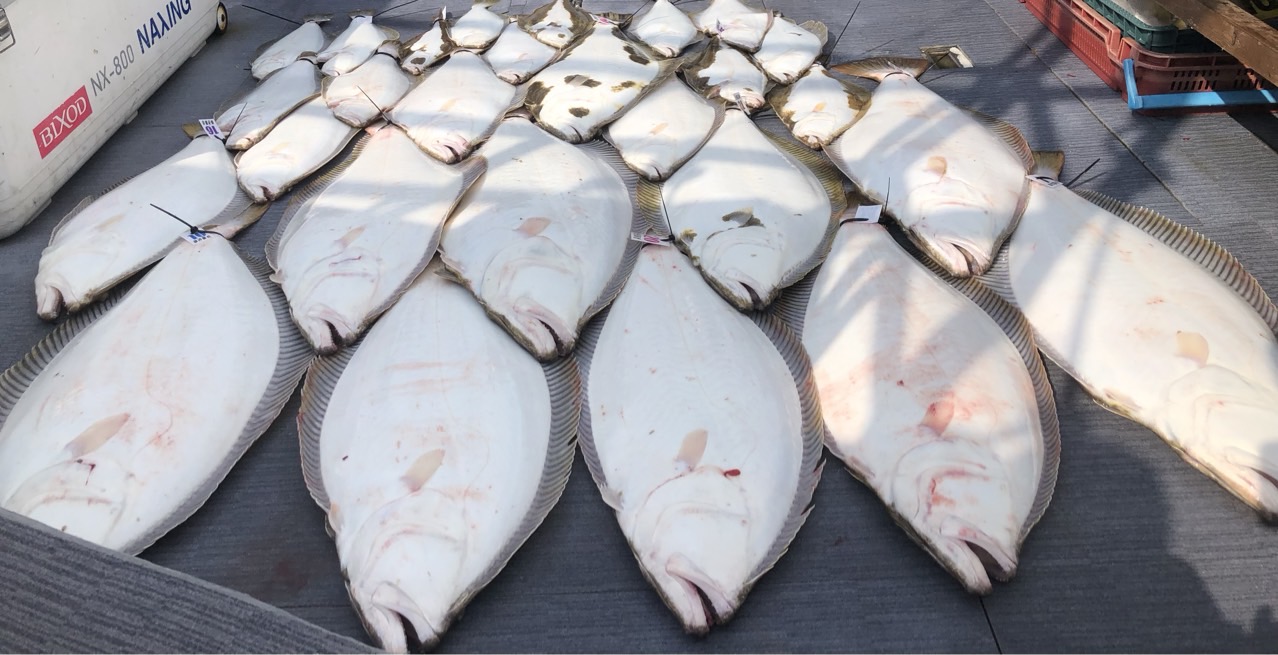 [아라호] 5월 20일 조황