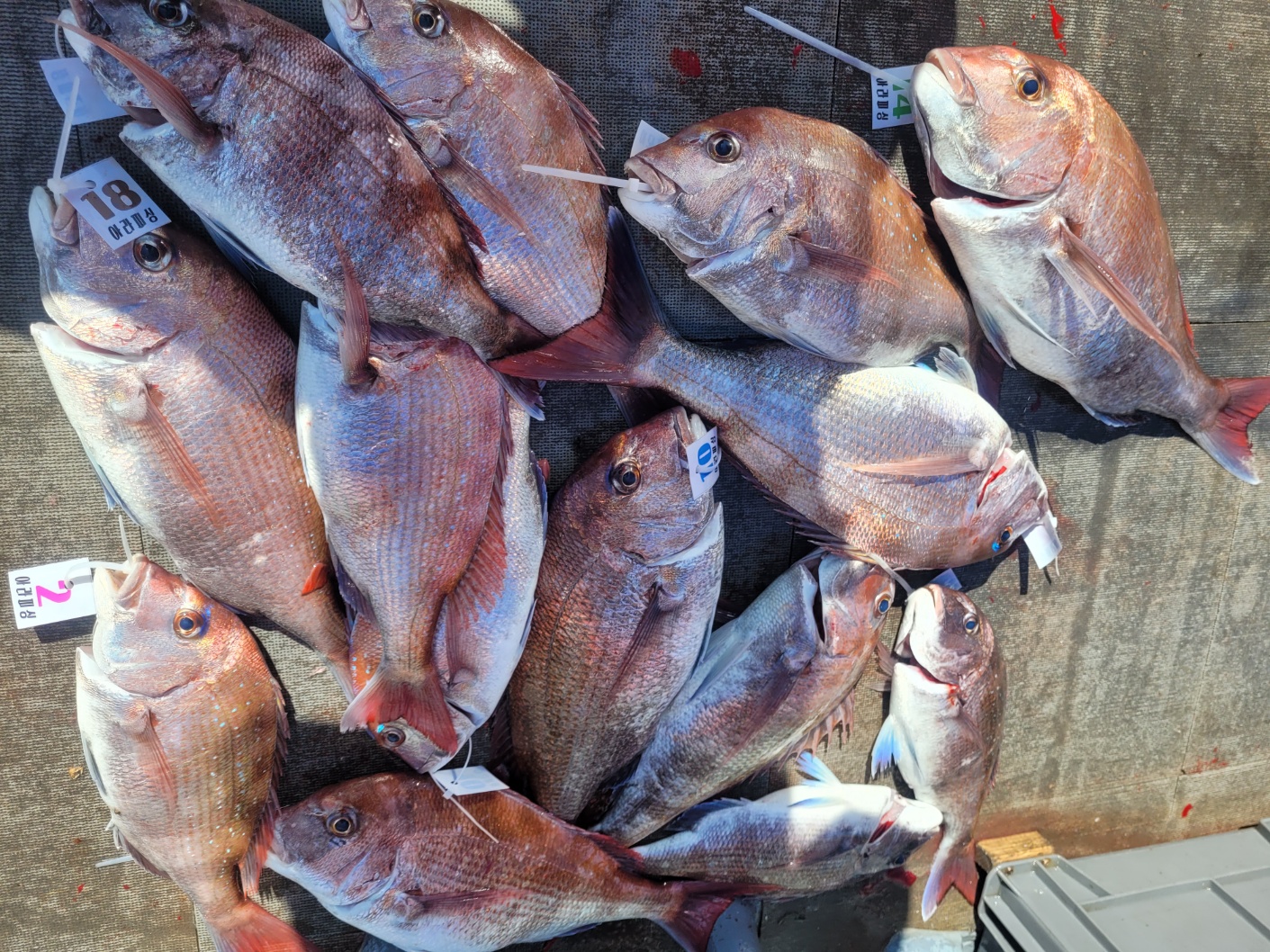 [아라2호] 5월 16일 조황(8인출조)