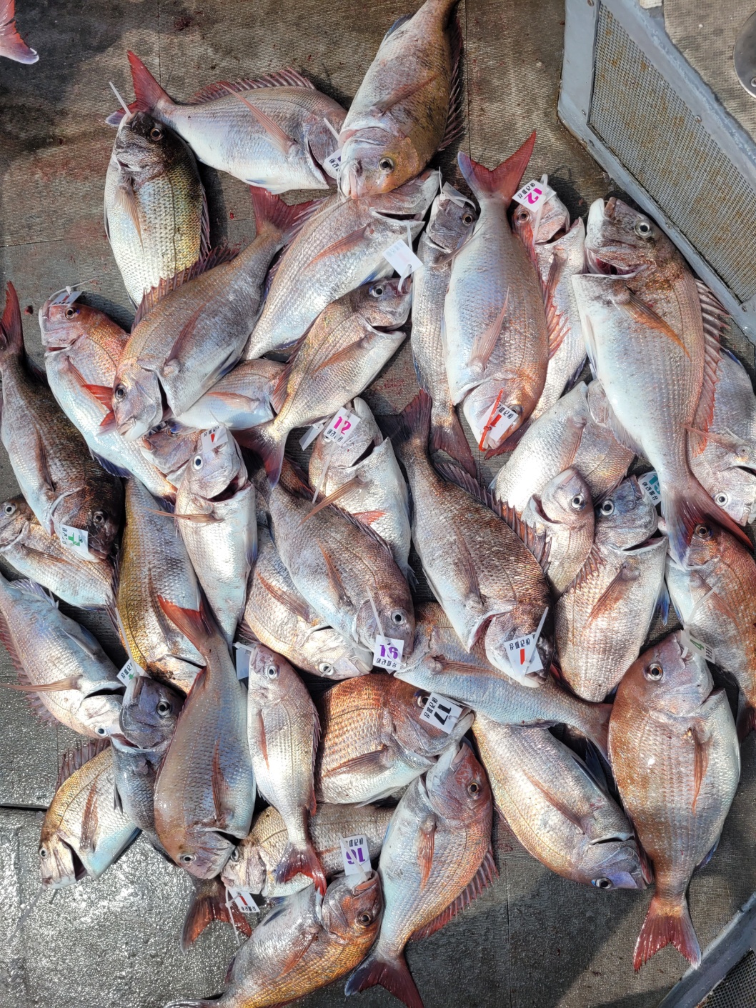 [아라2호] 5월 24일 조황(12인출조)